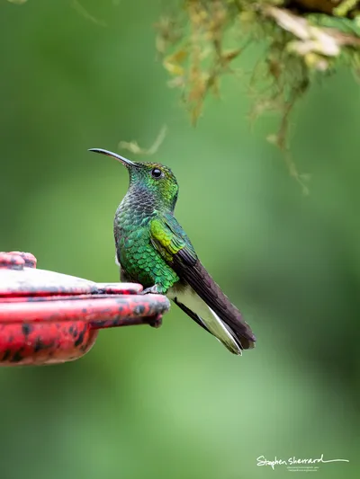 Hummingbirds of Costa Rica